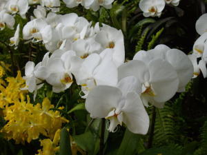千葉市花の美術館の胡蝶蘭