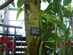 千葉市の花の美術館のゴムの木